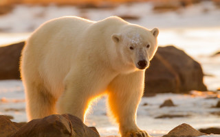 Polar bear rocky beach ecological - a polar bear free wallpaper