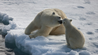 Polar bear cub playing snow - the others face free wallpaper