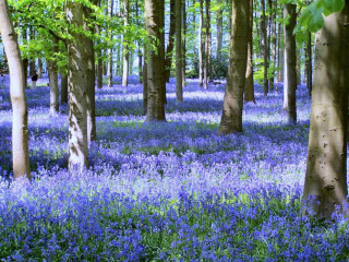 Forest blue flowers trees nature - forest free wallpaper