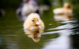 Duckling pond movement blurry background - a pond free wallpaper