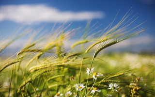 Ecological impressionist field flowers sky 2 - impressionist free wallpaper