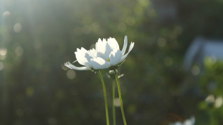 Flower macro bokeh lensflare background - claire dalby free wallpaper for desktop