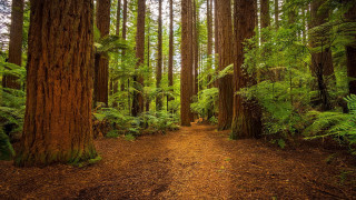 Dirt path forest trees fern - a trail free wallpaper