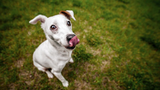 White dog pink tongue grass 3 - its mouth free wallpaper