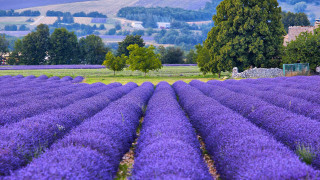 Lavender field house hill trees - impressionist free wallpaper
