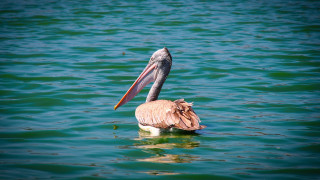 Pelican fish water beach ocean - its mouth free wallpaper