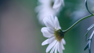 White flower daisy lily macro - f 8 aperture free wallpaper
