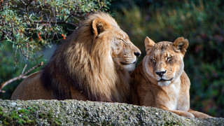 Lion lions rock tree bush - bernd fasching free wallpaper