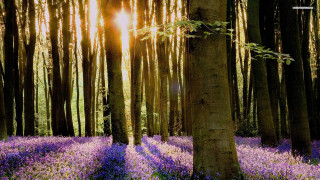 Forest purple flowers tree trunk - a forest free wallpaper