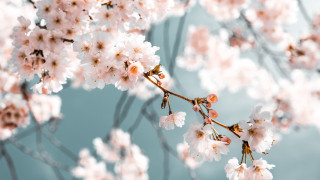 White pink flowers branch blue - a blue sky background free wallpaper