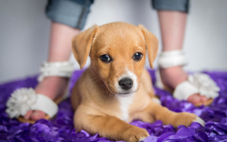 Puppy purple flower bed shiba - a persons foot free wallpaper