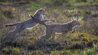 Cheetah cubs playing field impressionist - winning free wallpaper
