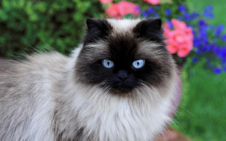 Blue eyed cat flower background - sumatraism free wallpaper