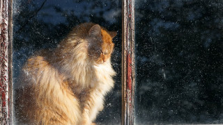 Cat window snow impressionism backlighting - a window sill free wallpaper