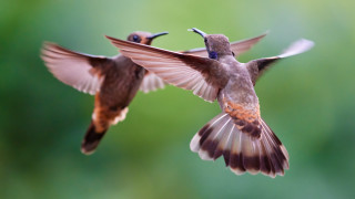 Birds flying wings spread naturalism - two bird free wallpaper
