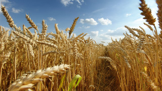Wheat field blue sky clouds 22 - heavy grain free wallpaper