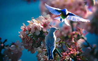 Birds flower field angel wings - a blue sky in the background free wallpaper for desktop