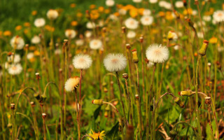Flower field yellow white green - a few white flower free wallpaper