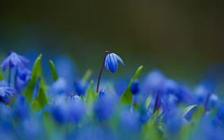 Blue flower field green leaves - the stem free wallpaper
