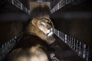Lion caged figurative award winning - free animals wallpaper