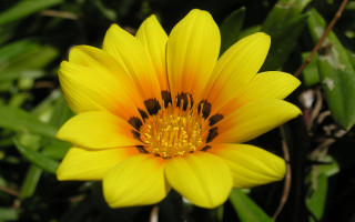 Yellow flower bee macro bokeh - a bee free wallpaper