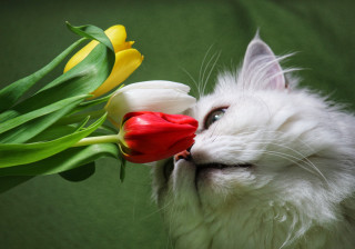 White cat tulips green background - tulip free wallpaper
