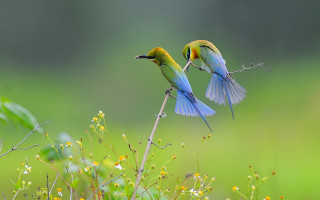 Two birds branch wings spread - their wing free wallpaper