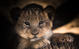 Lion cub tree trunk sunlight - young free wallpaper