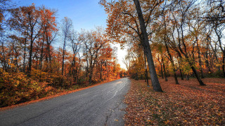 Autumn road fall foliage trees 2 - fall foliage free wallpaper