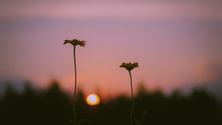 Flowers sunset silhouette blurry scene - elinor proby adams free wallpaper