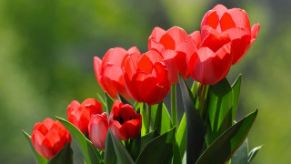 Red flowers vase table outside - a vase free wallpaper