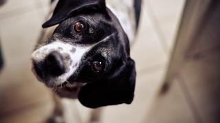 Black white dog sad look - a sad look free wallpaper