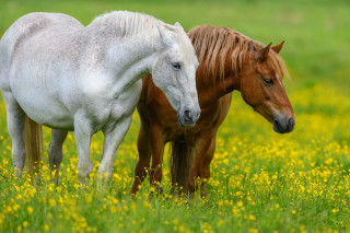 Horses yellow flowers field autumn - yellow flower and grass free wallpaper
