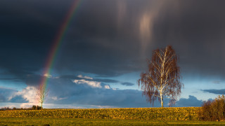 Rainbow sky overfield withtree andhill - mystical free wallpaper