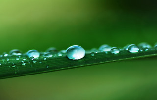 Green leaf water droplets macro 55 - a green leaf free wallpaper