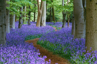 Forest bluebells path england woods - a path free wallpaper