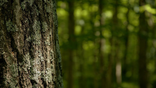 Mossy tree forest bird depth - depth of field free wallpaper