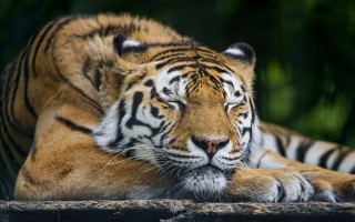 Tiger laying rock sun closed - a tiger free wallpaper