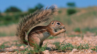 Squirrel eating grass outdoors bokeh - free nature wallpaper