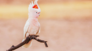 White bird red head branch - primitivism free wallpaper