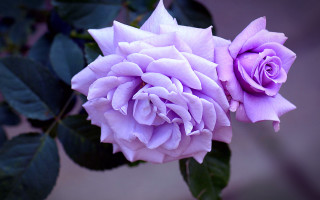 Purple roses blooming green leaves - outside free wallpaper