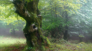 Mossy tree foggy forest jigsaw - a foggy sky in the background free wallpaper