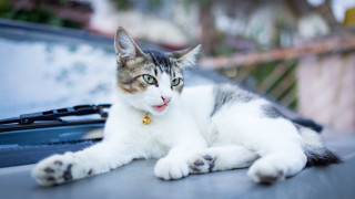 Cat car trunk paw looking 2 - canon 5 0 mm free wallpaper