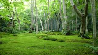 Lush green forest shed nature - lot of trees and grass free wallpaper