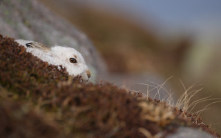 White animal peeking rock wall - small free wallpaper