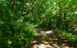 Woods trail dappled sunlight nature - a photo free wallpaper