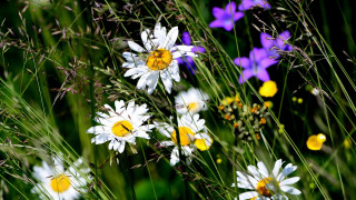 Flower field butterflies bee vibrant - the flower free wallpaper