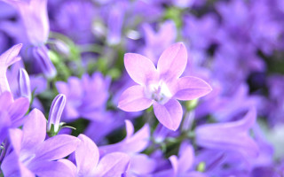 Purple flowers vase table white - a vase free wallpaper