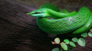 Green snake curling on branch - a branch of a tree free wallpaper
