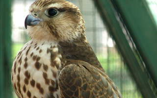 Bird spotted on branch caged - a photo free wallpaper